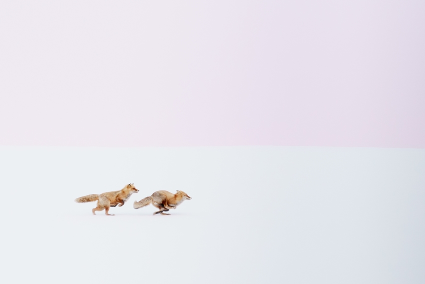 キタキツネを追いかけて ナショナルジオグラフィック日本版サイト