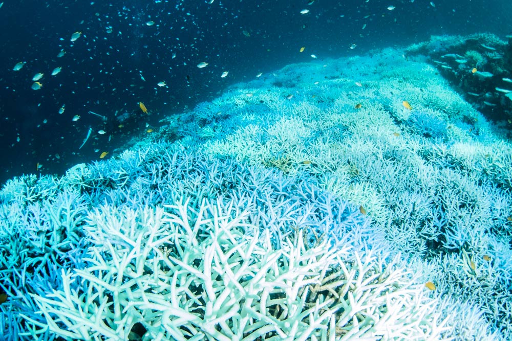 美しくも切ない、沖縄の白化現象の記録 | ナショナル ジオグラフィック