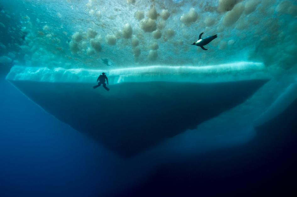 南極の氷の下、水深70mの海で驚異の光景を見た 写真12点 | ナショナル