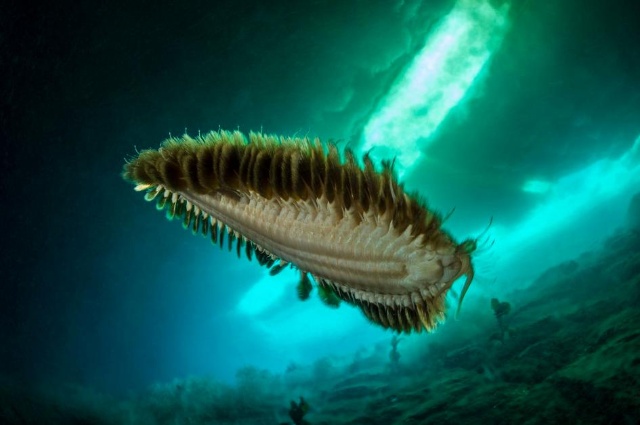 南極の氷の下 水深70mの海で驚異の光景を見た 写真12点 ナショナルジオグラフィック日本版サイト 南極の氷の下 水深70mの海で驚異の光景を見た 写真12点 ナショナルジオグラフィック日本版サイト