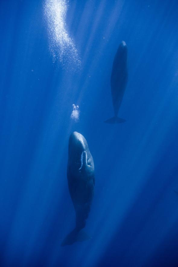 集団で 立ち寝 をする巨大クジラ 熟睡中 ナショナルジオグラフィック日本版サイト