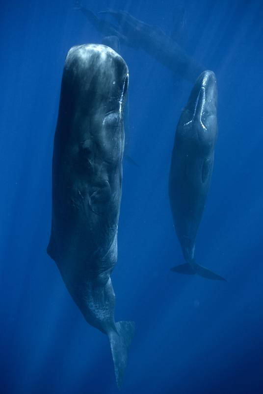 集団で 立ち寝 をする巨大クジラ 熟睡中 ナショナルジオグラフィック日本版サイト