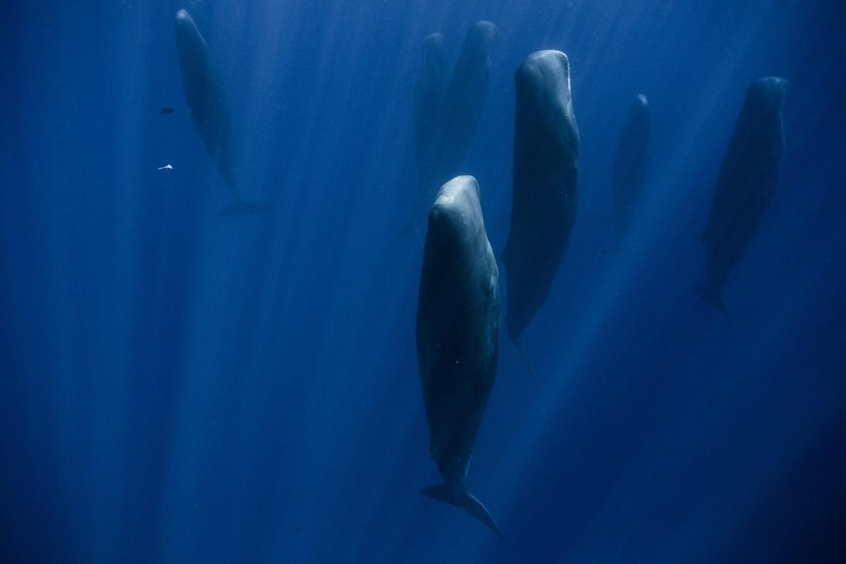 集団で 立ち寝 をする巨大クジラ 熟睡中 ナショナルジオグラフィック日本版サイト