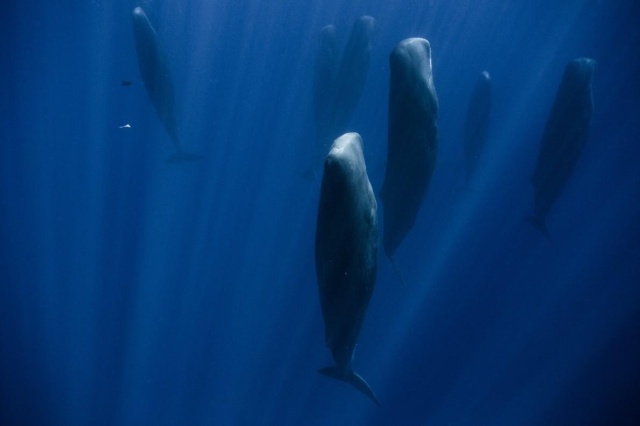 集団で 立ち寝 をする巨大クジラ 熟睡中 ナショナルジオグラフィック日本版サイト 集団で 立ち寝 をする巨大クジラ 熟睡中 ナショナルジオグラフィック日本版サイト