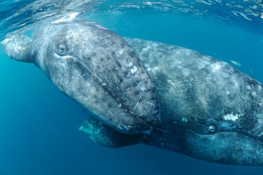 眼前で激写 人懐こいクジラのすむ海 メキシコ ナショナル ジオグラフィック日本版サイト 眼前で激写 人懐こいクジラのすむ海 メキシコ ナショナル ジオグラフィック日本版サイト