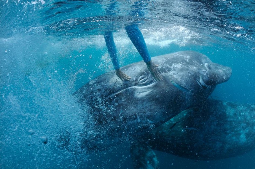 眼前で激写 人懐こいクジラのすむ海 メキシコ ナショナル ジオグラフィック日本版サイト 眼前で激写 人懐こいクジラのすむ海 メキシコ ナショナル ジオグラフィック日本版サイト