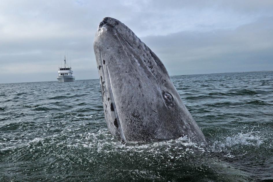 眼前で激写 人懐こいクジラのすむ海 メキシコ ナショナルジオグラフィック日本版サイト