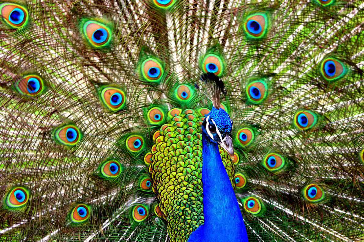 とっても派手な鳥とタツノオトシゴのタペストリ