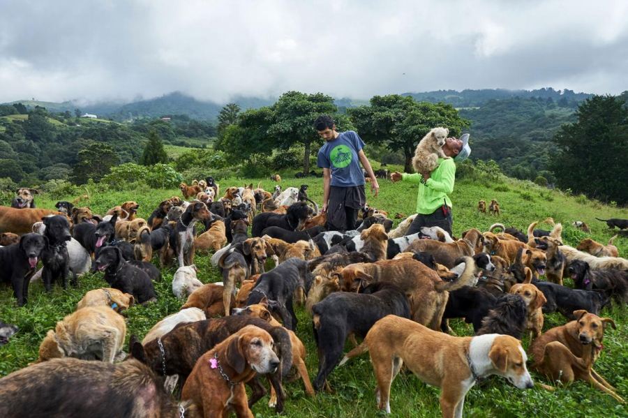 犬の楽園 へようこそ 約1000頭が暮らす野良犬の保護施設 コスタリカ ナショナルジオグラフィック日本版サイト