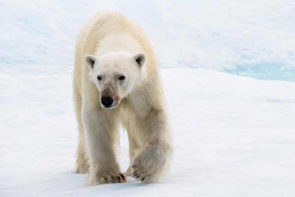 空から見た 北極圏と動物たちの絶景 動画と写真14点 ナショナルジオグラフィック日本版サイト