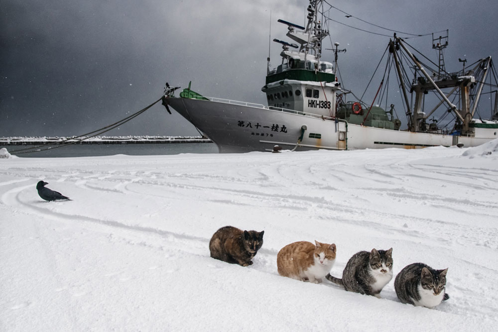 北の漁港に生きるたくましい猫たち | ナショナル ジオグラフィック日本版サイト