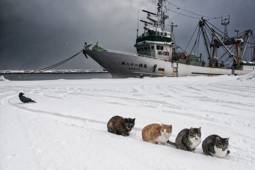 北の漁港に生きるたくましい猫たち ナショナルジオグラフィック日本版サイト