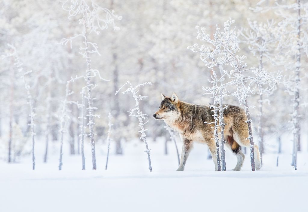 冬のオオカミ ナショナルジオグラフィック日本版サイト
