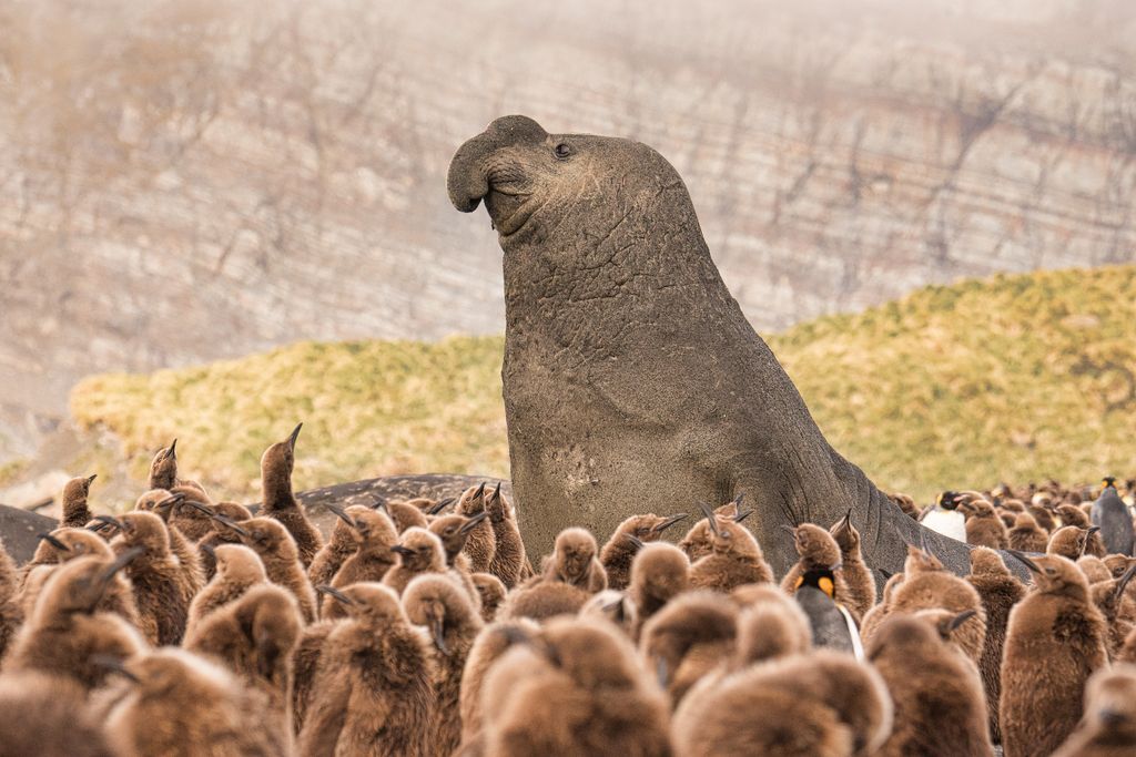 ペンギンの子に囲まれるゾウアザラシ ナショナルジオグラフィック日本版サイト