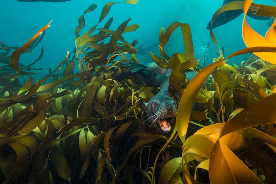 特集「生命よみがえるフォークランド諸島」撮影の裏側 写真15点 | ナショナル ジオグラフィック日本版サイト