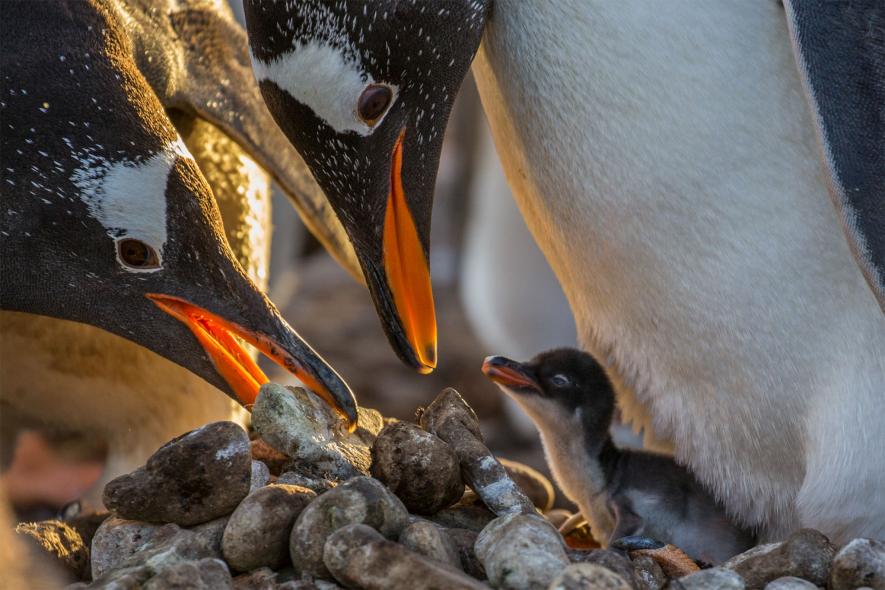 特集「生命よみがえるフォークランド諸島」撮影の裏側 写真15点 | ナショナル ジオグラフィック日本版サイト