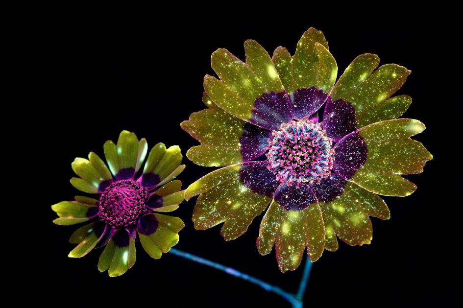 紫外線に浮かぶ花々 見たことのない妖艶な姿 写真17点 ナショナルジオグラフィック日本版サイト