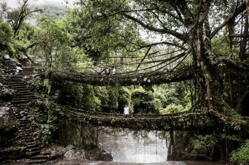 木の根っこでつくられた 生きている橋 インドの 神の庭 写真19点 ナショナルジオグラフィック日本版サイト 木の根っこでつくられた 生きている橋 インドの 神の庭 写真19点 ナショナルジオグラフィック日本版サイト