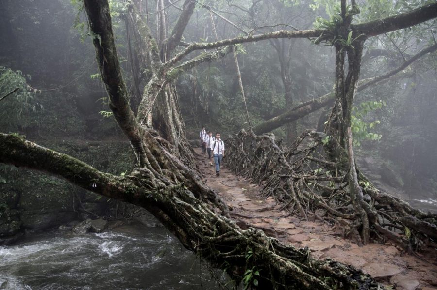木の根っこでつくられた 生きている橋 インドの 神の庭 写真19点 ナショナルジオグラフィック日本版サイト