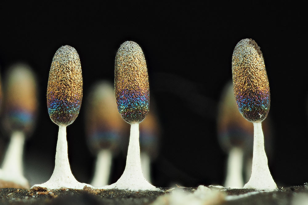 変形菌 美しくも不思議な生き物 | ナショナルジオグラフィック ...