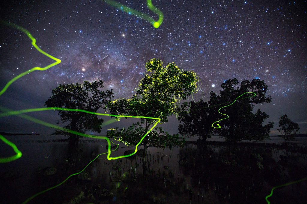 草の木、ホタルにて ホタルのなる木 | ナショナル ジオグラフィック日本版サイト