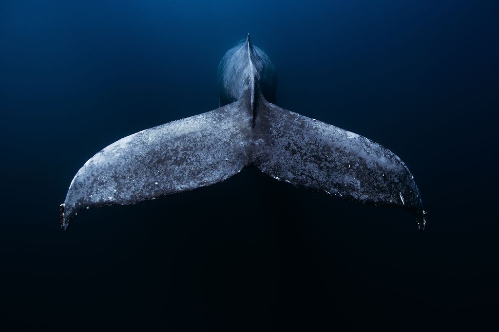 クジラとの邂逅 | ナショナル ジオグラフィック日本版サイト