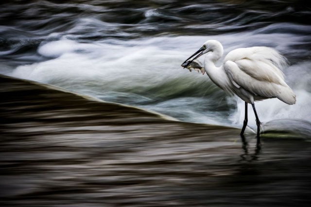 獲物をくわえたシラサギ ナショナルジオグラフィック日本版サイト 獲物をくわえたシラサギ ナショナルジオグラフィック日本版サイト