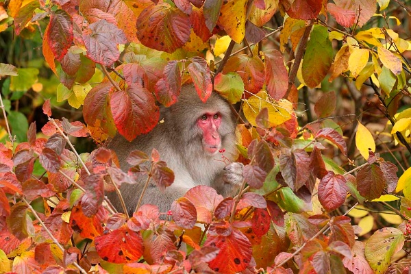 野生の動物たちはこんなにも美しい 写真10点 ナショナルジオグラフィック日本版サイト 野生の動物たちはこんなにも美しい 写真10点 ナショナルジオグラフィック日本版サイト