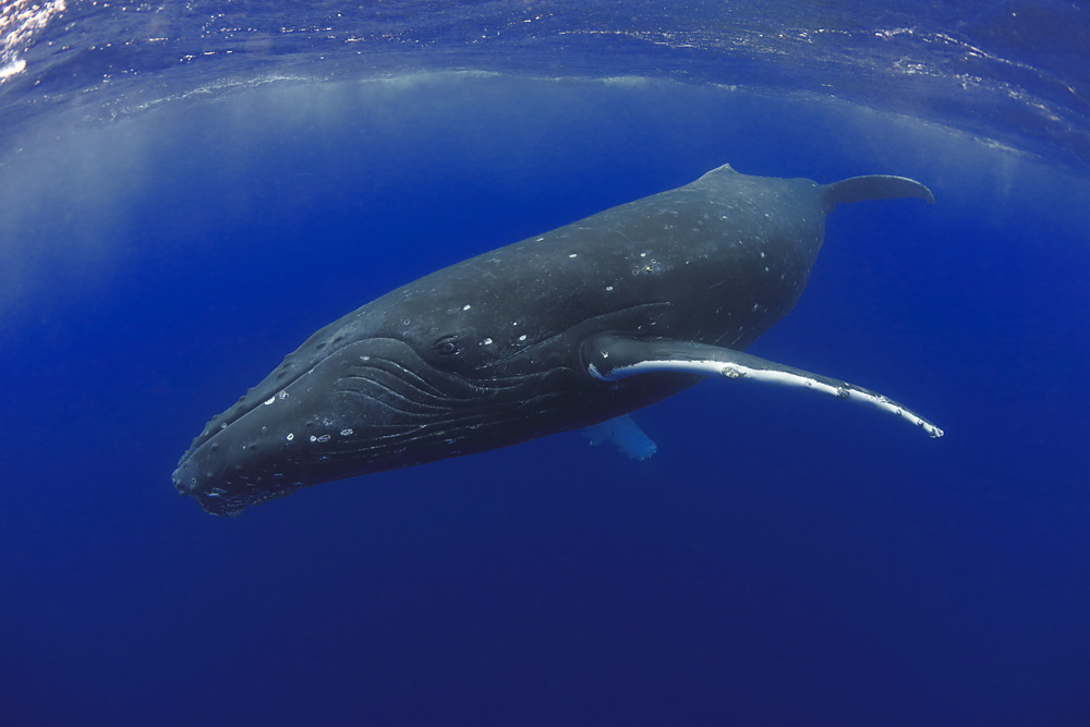 野生の動物たちはこんなにも美しい 写真10点 ナショナルジオグラフィック日本版サイト