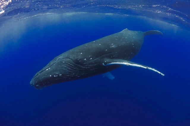 野生の動物たちはこんなにも美しい 写真10点 ナショナルジオグラフィック日本版サイト