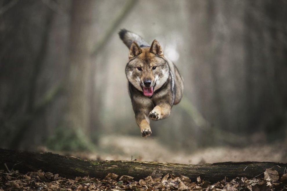 四国犬 Www Dingjisc Com 四国犬 Www Dingjisc Com