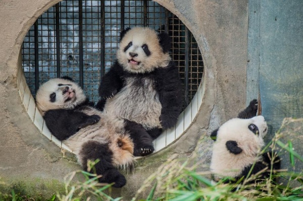 かわいい けど大変 3年がかりのパンダ撮影の舞台裏 写真点 ナショナルジオグラフィック日本版サイト