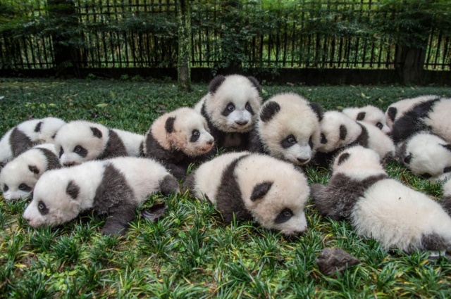 かわいい けど大変 3年がかりのパンダ撮影の舞台裏 写真点 ナショナルジオグラフィック日本版サイト かわいい けど大変 3年がかりのパンダ撮影の舞台裏 写真点 ナショナルジオグラフィック日本版サイト