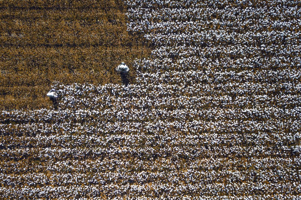 綿花の収穫 ナショナル ジオグラフィック日本版サイト