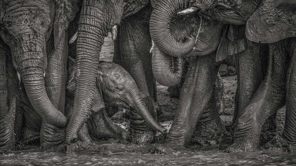 泥浴びするゾウの赤ちゃん | ナショナル ジオグラフィック日本版サイト