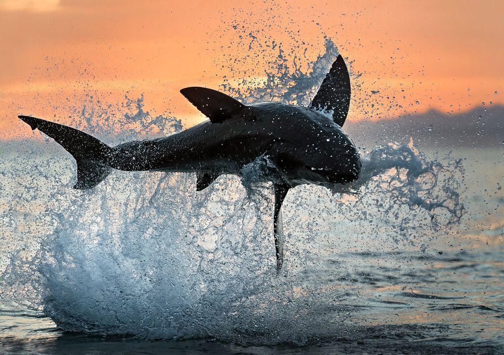 ホホジロザメのジャンプ ナショナルジオグラフィック日本版サイト