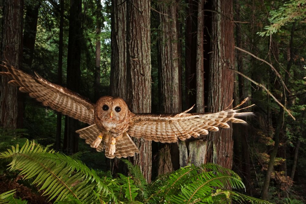 Photo of the Day | ナショナル ジオグラフィック日本版サイト