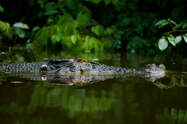 ボルネオは持続可能な島になれるのか 森と動物たちの保護の現場を旅する 写真17点 ナショナル ジオグラフィック日本版サイト ボルネオは持続可能な島になれるのか 森と動物たちの保護の現場を旅する 写真17点 ナショナル ジオグラフィック日本版サイト