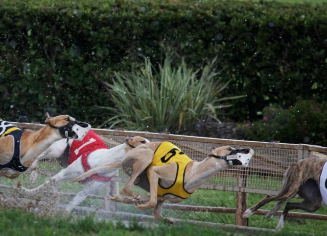 米国伝統の犬レースが消滅へ 背景にドーピング 不正な殺処分の歴史 ナショナルジオグラフィック日本版サイト