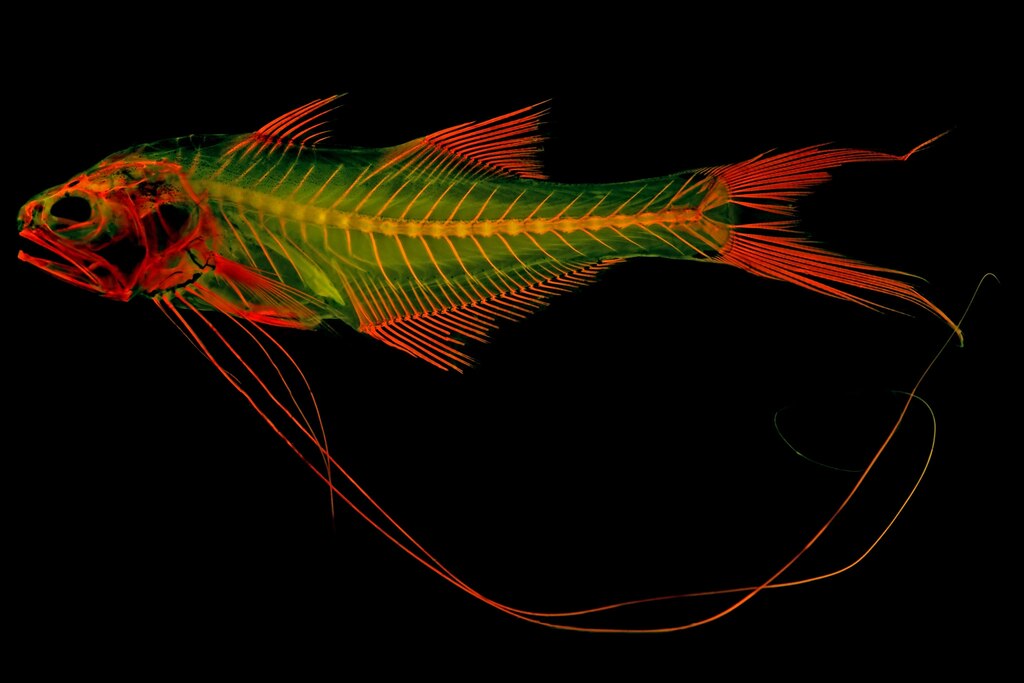 【1点物】極美品☆極希少 透明骨格標本 ハコネサンショウウオ 幼体 約50mm 1点物】極美品☆極希少 透明骨格標本 ハコネサンショウウオ 幼体 約