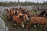 最果ての島で馬と暮らす、南米ティエラ・デル・フエゴ　写真17点