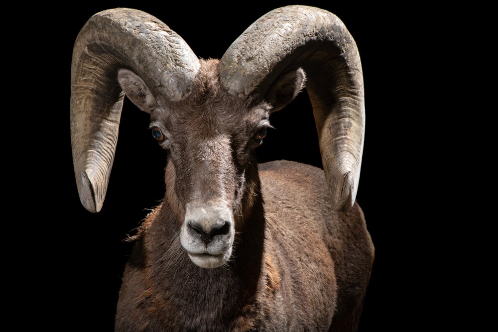 3万種が暮らす米国のユニークな動物たち バイソンから毒トカゲまで 写真11点 ナショナル ジオグラフィック日本版サイト