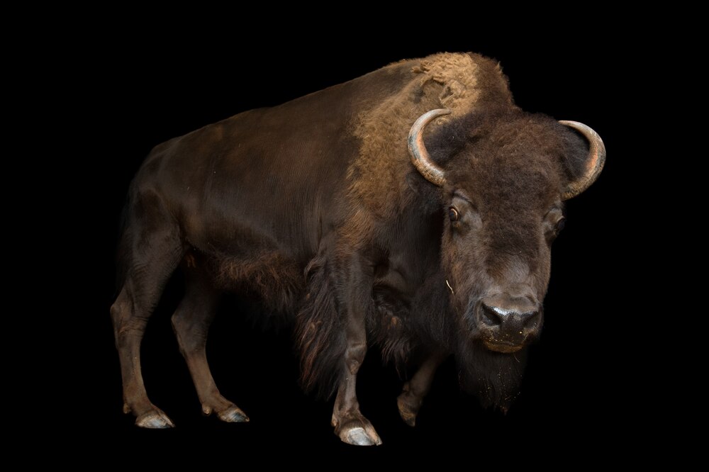 3万種が暮らす米国のユニークな動物たち バイソンから毒トカゲまで 写真11点 ナショナル ジオグラフィック日本版サイト