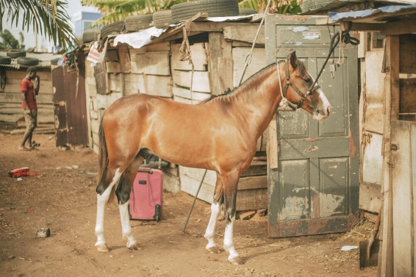 2 歳の種牡馬、ティズ・ザ・ロウは、競馬場での最初のトレーニングの準備をしています。 奥に見える木造の厩舎は、馬同士が接触しないように仕切られています。  (AKOSUA VIKTORIA ADU-SANYAHによる写真)