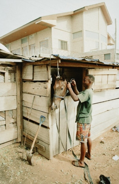 若い種牡馬、ラッキー ボーイの毛づくろいをするためにホルターを装着するジョッキーのエロルム オーク。  (AKOSUA VIKTORIA ADU-SANYAHによる写真)