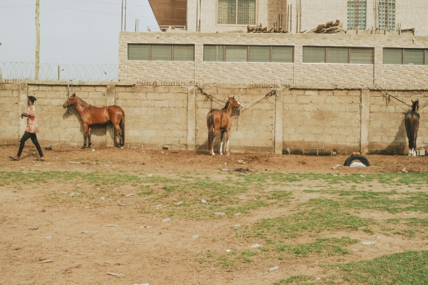 若い競走馬は、トレーニングの前に身だしなみを整えるために厩舎の脇につながれていました。 タイヤは隣接するサッカー場との境界を示し、馬が準備をしている間、サッカー選手は試合の練習をしていました.  (AKOSUA VIKTORIA ADU-SANYAHによる写真)