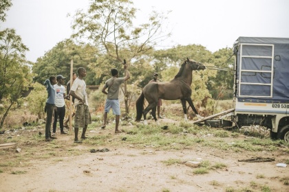 アフリカ・ガーナの競馬を支える小さな厩舎での一日。 14枚(写真クリックでギャラリーページへ)