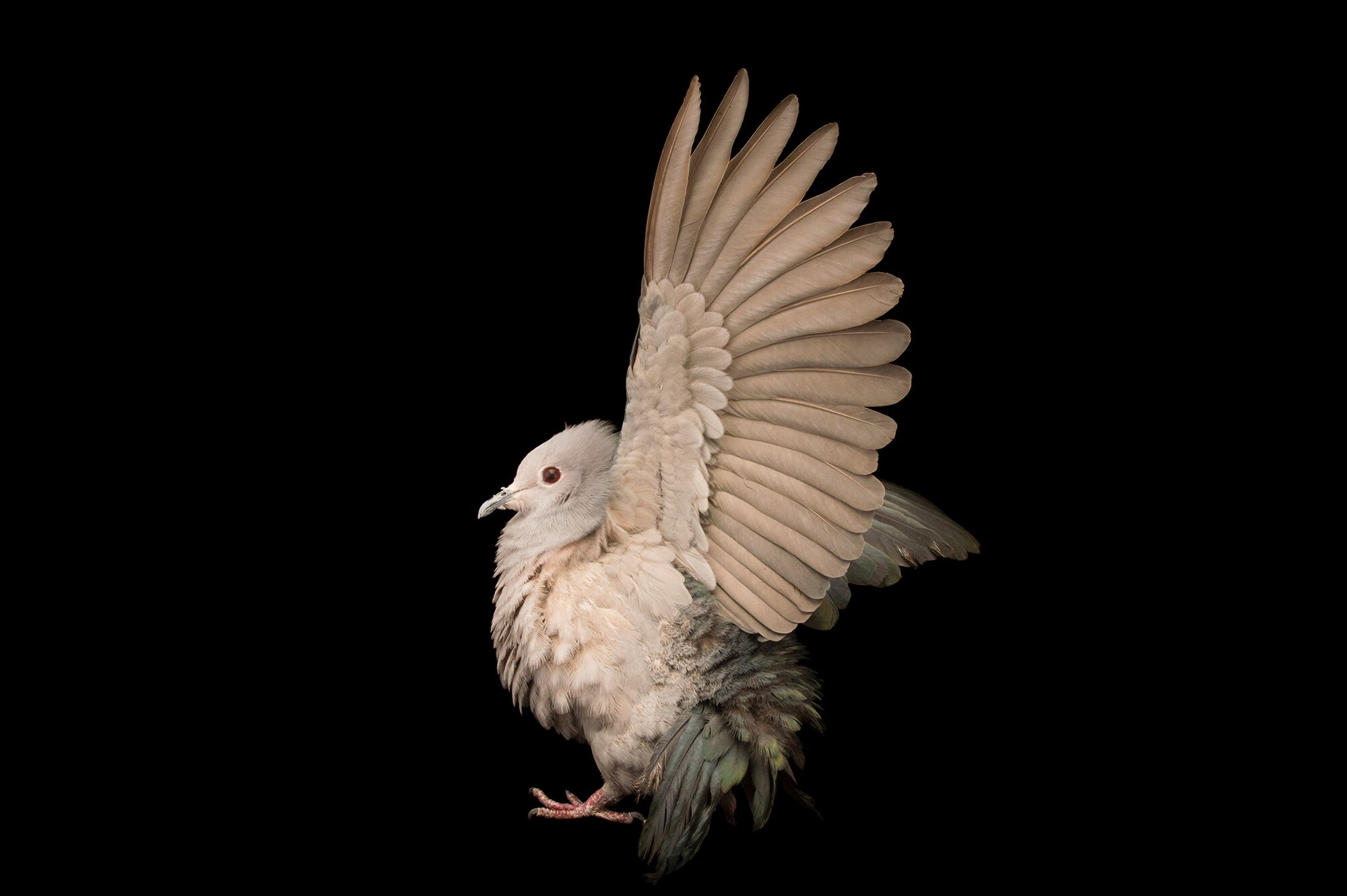 LLADRO 「つがいの鳩」とても綺麗です✨ 驚くほど美しくて