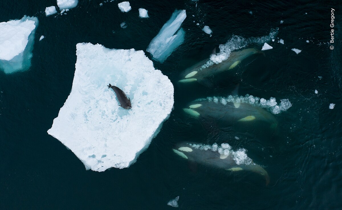 世界最高峰の野生生物写真コンテスト2023、受賞作13点 ナショジオ写真家が大賞 | ナショナル ジオグラフィック日本版サイト