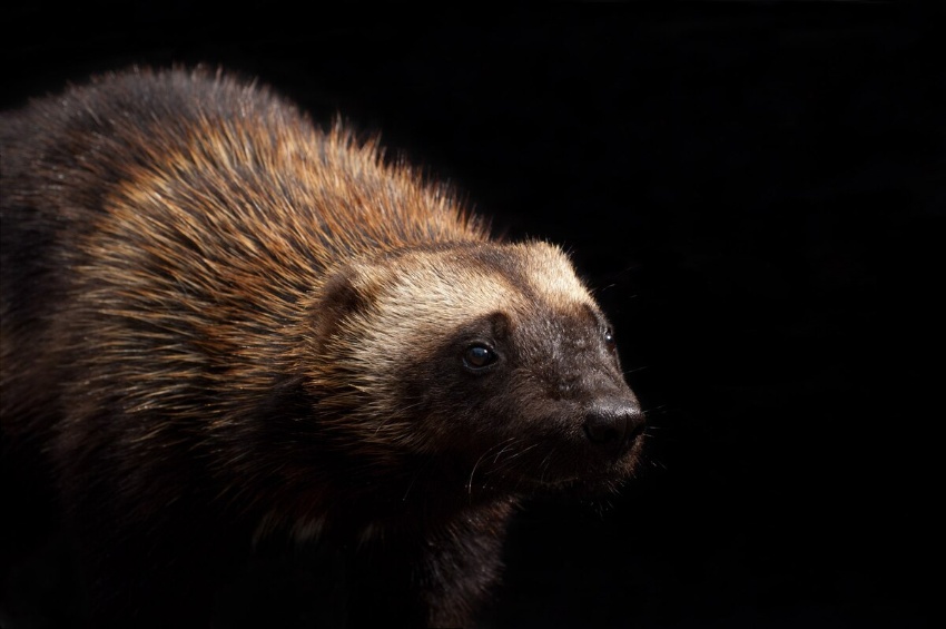 「絶滅危惧種法」50周年、救えた動物たちと救えなかった21種 米国 | ナショナル ジオグラフィック日本版サイト